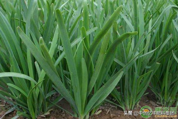 韭菜市场最新价格的奇妙探索